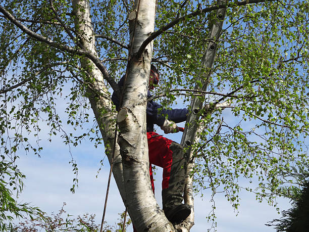 Professional Tree Removal Services in Alum Creek, WV